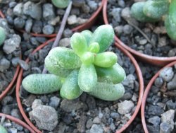 Sedum hernandezii květináč 5,5 cm - 12416779