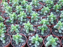 Sedum hernandezii květináč 5,5 cm - 12416780