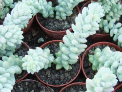 Sedum burrito 2 rostliny květináč 5,5 cm - 12416782