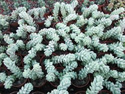 Sedum burrito 2 rostliny květináč 5,5 cm - 12416783