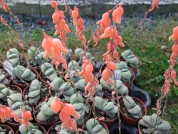Gasteria glomerata, květináč 5,5 cm - 12412365
