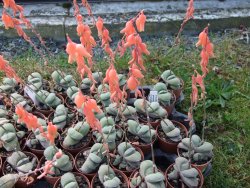 Gasteria glomerata, květináč 5,5 cm - 12412366
