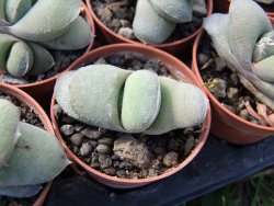 Gasteria glomerata, květináč 5,5 cm