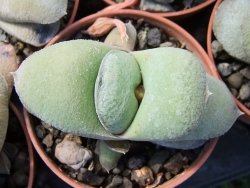 Gasteria glomerata, květináč 5,5 cm - 12412369