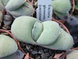 Gasteria glomerata, květináč 5,5 cm - 12412371