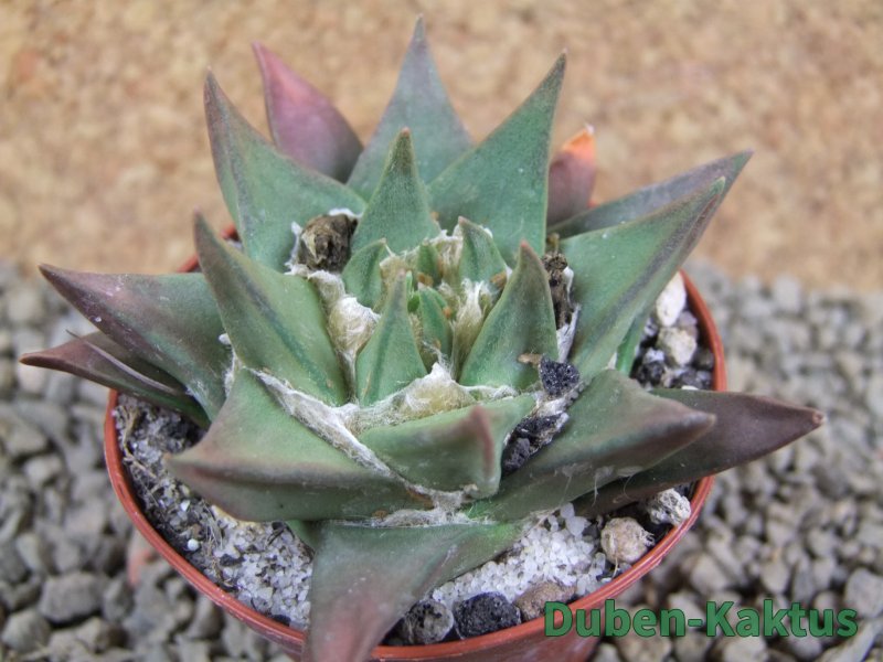 Ariocarpus trigonus minor, pot 7 cm - 12385267