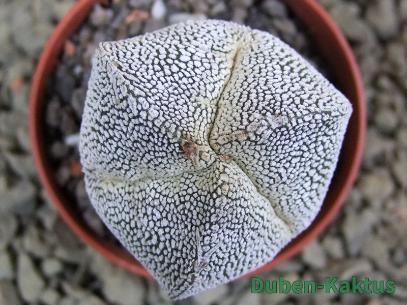 Astrophytum Onzuko tricostatum, pot 5,5 cm - 12385301