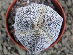 Astrophytum Onzuko tricostatum, pot 5,5 cm