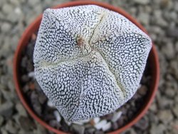 Astrophytum Onzuko tricostatum, pot 5,5 cm - 12385302