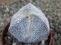 Astrophytum Onzuko tricostatum, pot 5,5 cm - 12385303