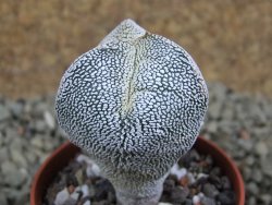 Astrophytum Onzuko tricostatum, pot 5,5 cm - 12385305