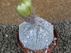 Astrophytum Hanazano Kabuto hybrid Snowy pot 8 cm - 12385374