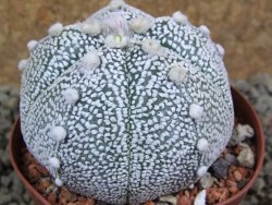Astrophytum Hanazano Kabuto hybrid Snowy pot 8 cm - 12385376