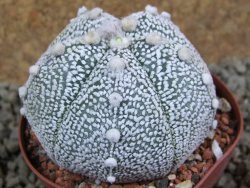 Astrophytum Hanazano Kabuto hybrid Snowy pot 8 cm - 12385377
