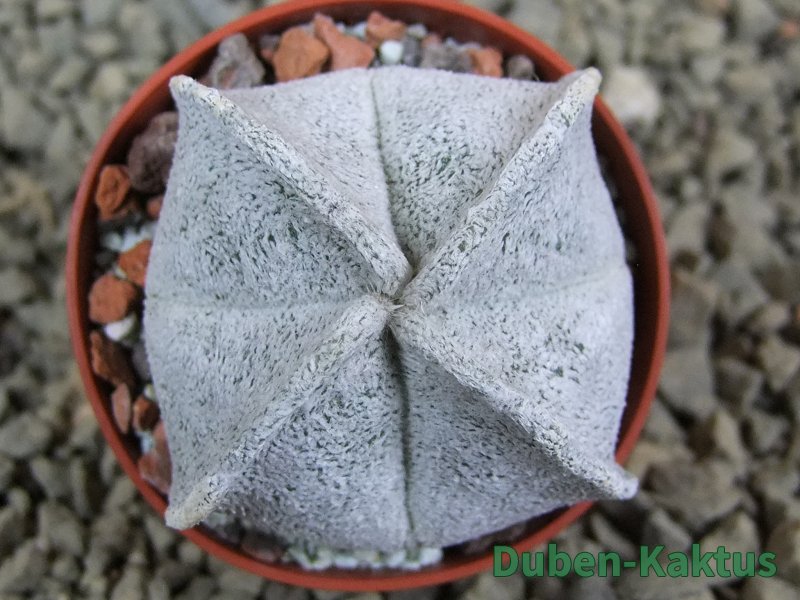 Astrophytum coahuilense quadricostatum, pot 5,5 cm - 12385540