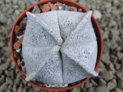 Astrophytum coahuilense quadricostatum, pot 5,5 cm