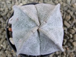 Astrophytum coahuilense quadricostatum, pot 5,5 cm