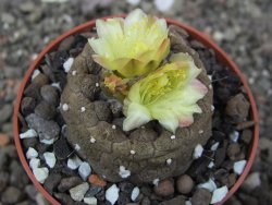 Copiapoa hypogea Lizard skin pot 6,5 cm - 12413485