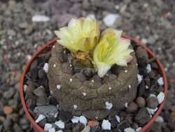 Copiapoa hypogea Lizard skin pot 6,5 cm - 12413486