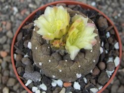 Copiapoa hypogea Lizard skin pot 6,5 cm - 12413487