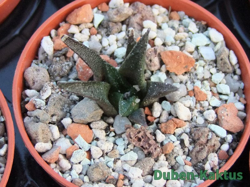 Ariocarpus bravoanus pot 5,5 cm - 12385912