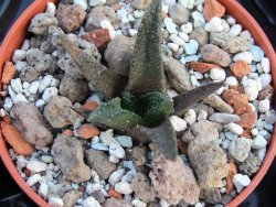 Ariocarpus bravoanus pot 5,5 cm - 12385913
