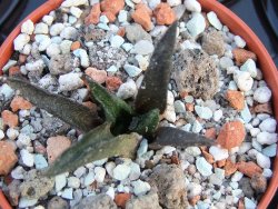 Ariocarpus bravoanus pot 5,5 cm - 12385914