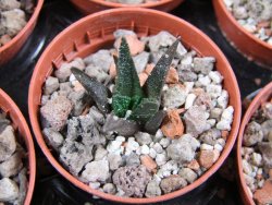 Ariocarpus bravoanus pot 5,5 cm - 12387114