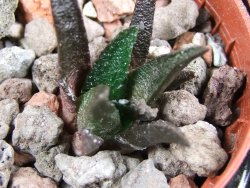 Ariocarpus bravoanus pot 5,5 cm - 12387115