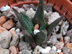 Ariocarpus bravoanus pot 5,5 cm - 12387116