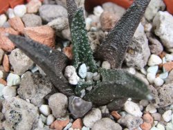 Ariocarpus bravoanus pot 5,5 cm - 12387117