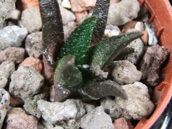 Ariocarpus bravoanus pot 5,5 cm - 12387118