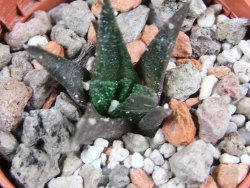 Ariocarpus bravoanus pot 5,5 cm - 12387120