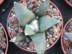 Ariocarpus retusus ? minimus El Ranchito Casilas pot 5,5 cm - 12394519