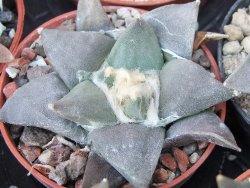 Ariocarpus retusus ? minimus El Ranchito Casilas květináč 5,5 cm