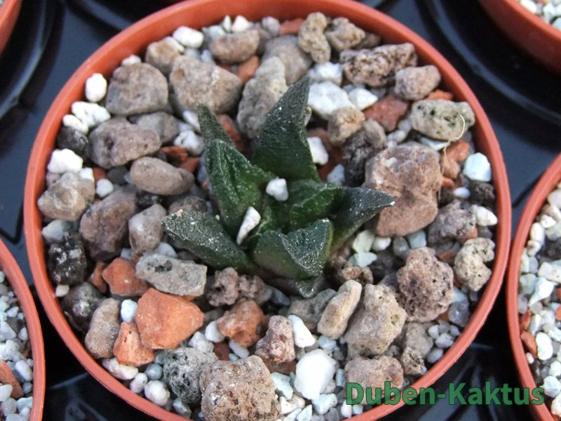 Ariocarpus scapharostrus pot 5,5 cm - 12385916
