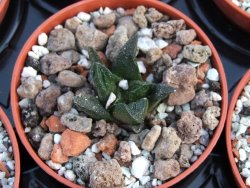 Ariocarpus scapharostrus pot 5,5 cm