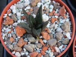 Ariocarpus scapharostrus pot 5,5 cm - 12385918