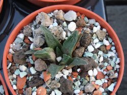 Ariocarpus scapharostrus pot 5,5 cm - 12385919