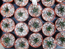Ariocarpus scapharostrus pot 5,5 cm - 12385920
