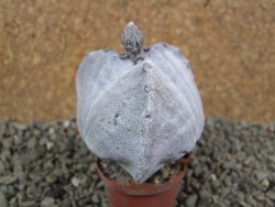 Astrophytum myriostigma tricostatum 7 cm - 12386015
