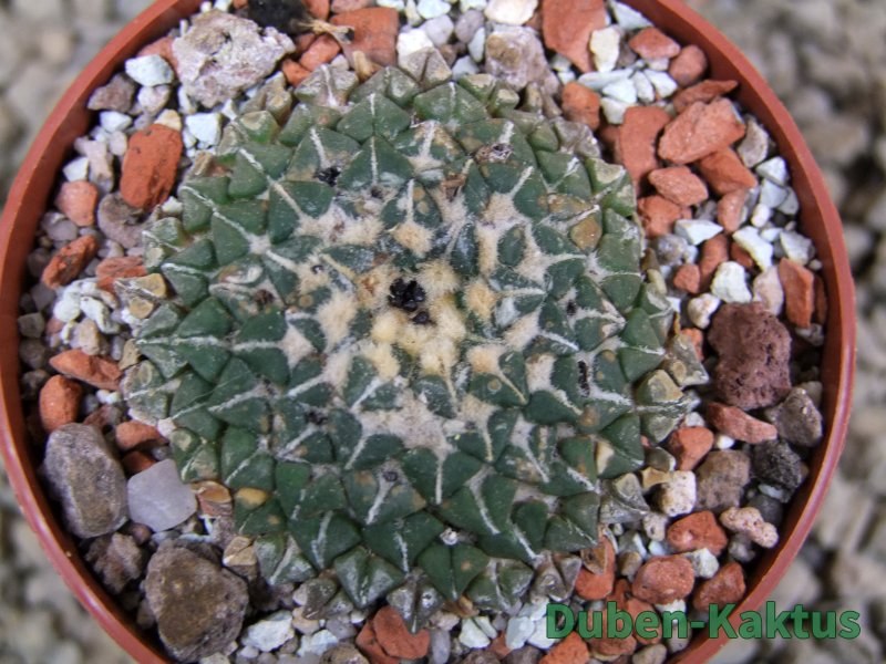 Ariocarpus kotschoubeyanus albiflorus Tula pot 6,5 cm - 12386051
