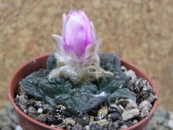 Ariocarpus fissuratus pot 5,5 cm - 12386592