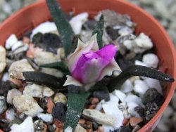 Ariocarpus agavoides pot 5,5 cm