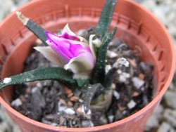 Ariocarpus agavoides pot 5,5 cm - 12386872