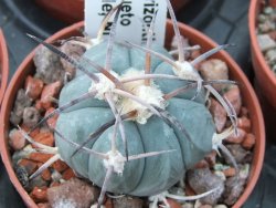 Echinocactus horizonthalonius El Pegueto Icamole pot 5,5 cm