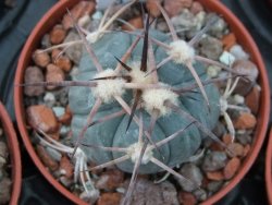 Echinocactus horizonthalonius El Pegueto Icamole pot 5,5 cm - 12394951