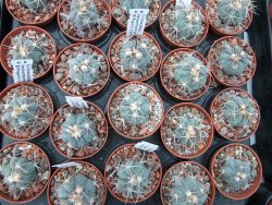 Echinocactus horizonthalonius El Pegueto Icamole pot 5,5 cm - 12394956