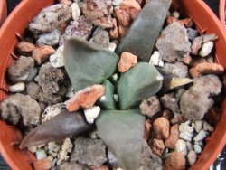 Ariocarpus retusus ? minimus El Ranchito Casilas pot 5,5 IA - 12387012