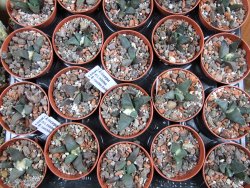 Ariocarpus retusus ? minimus El Ranchito Casilas pot 5,5 IA - 12387014